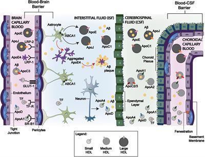 Understanding the Exchange of Systemic HDL Particles Into the Brain and Vascular Cells Has Diagnostic and Therapeutic Implications for Neurodegenerative Diseases